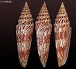 Afbeeldingsresultaten voor "glossocephalus Milneedwardsi". Grootte: 110 x 100. Bron: allspira.com