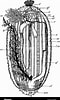 Afbeeldingsresultaten voor Holothuria anatomy. Grootte: 60 x 100. Bron: www.alamy.com