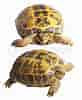 Billedresultat for skildpadder. størrelse: 82 x 100. Kilde: www.colourbox.dk