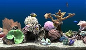 Image result for vista Screensaver Fish Tank. Size: 173 x 100. Source: satura-reborn.blogspot.com