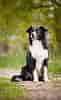 Image result for Bordercollie. Size: 61 x 100. Source: www.bleumoonproductions.com