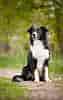 Image result for Border Collie. Size: 63 x 100. Source: www.bleumoonproductions.com