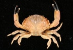 Image result for "leptodius Gracilis". Size: 145 x 100. Source: alchetron.com