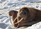 Image result for Arctic Ocean Animals. Size: 141 x 100. Source: zafrankeren.blogspot.com