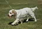 Image result for Clumber Spaniel Hunde. Size: 143 x 100. Source: www.omlet.de