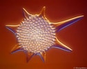 Afbeeldingsresultaten voor "hexalaspis Heliodiscus". Grootte: 126 x 100. Bron: www.pinterest.com.au
