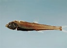 Image result for PHOSICHTHYIDAE Phylum. Size: 138 x 100. Source: fishbiosystem.ru