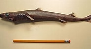 Image result for "etmopterus Decacuspidatus". Size: 185 x 100. Source: www.fischlexikon.eu