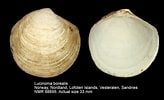 Image result for "lucinoma Borealis". Size: 164 x 100. Source: www.marinespecies.org