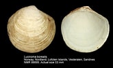 Image result for "lucinoma Borealis". Size: 165 x 100. Source: www.marinespecies.org