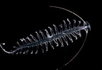 Image result for Tomopteris Krampi Geslacht. Size: 144 x 100. Source: zooplankton.nl
