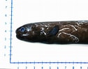 Image result for Simenchelys parasitica Gedrag. Size: 126 x 100. Source: www.fishbase.se