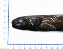 Image result for Simenchelys parasitica Geslacht. Size: 129 x 100. Source: www.fishbase.se
