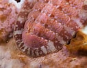 Image result for "tonicella Rubra". Size: 127 x 100. Source: www.seawater.no