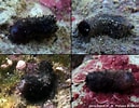 Image result for "afrocucumis Africana". Size: 129 x 100. Source: doris.ffessm.fr