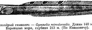 Afbeeldingsresultaten voor "gymnelus Retrodorsalis". Grootte: 303 x 75. Bron: fishbiosystem.ru
