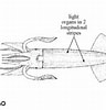 Image result for Eucleoteuthis luminosa Diet. Size: 96 x 100. Source: www.sealifebase.ca