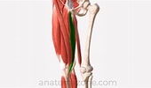 Afbeeldingsresultaten voor Musculus Gracilis Gray's Anatomy. Grootte: 170 x 100. Bron: anatomyzone.com