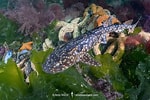 Image result for "haploblepharus Pictus". Size: 150 x 100. Source: www.sharksandrays.com