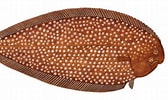 Image result for "bathysolea Profundicola". Size: 168 x 100. Source: fishillust.com