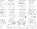 Image result for "metanephrops Formosanus". Size: 128 x 100. Source: www.researchgate.net