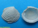 Image result for "loripes Lacteus". Size: 132 x 100. Source: www.fossilshells.nl