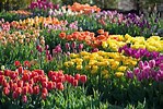 Tamaño de Resultado de imágenes de Spring Blooming Flowers.: 149 x 100. Fuente: blog.longfield-gardens.com