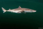 Image result for "squalus Acanthias". Size: 148 x 100. Source: shark-references.com