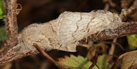 Image result for "trichydra Pudica". Size: 198 x 100. Source: www.european-lepidopteres.fr