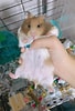 Image result for Hamster Geslacht. Size: 68 x 100. Source: www.hamstersociety.sg