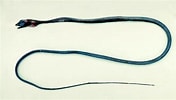 Image result for Nemichthys curvirostris Anatomie. Size: 176 x 100. Source: antropocene.it