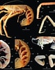 Afbeeldingsresultaten voor "neoglyphea Inopinata". Grootte: 79 x 100. Bron: www.researchgate.net