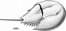Afbeeldingsresultaten voor "ectoplana Limuli". Grootte: 214 x 100. Bron: www.researchgate.net