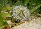 Image result for Pink Pincushion Urchin. Size: 143 x 100. Source: www.algaebarn.com