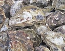 Image result for Japanse oester Bewerkingen. Size: 127 x 100. Source: www.pzc.nl
