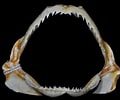 Image result for "rhizoprionodon Lalandii". Size: 120 x 100. Source: shark-references.com