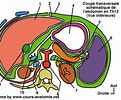 Image result for Leptoria Anatomie. Size: 121 x 100. Source: www.pinterest.com