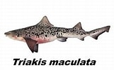 Afbeeldingsresultaten voor "triakis Maculata". Grootte: 161 x 100. Bron: www.ecured.cu