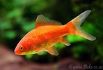 Image result for Carassius auratus. Size: 148 x 100. Source: www.beke.co.nz