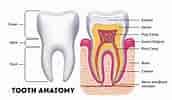 Tooth-এর ছবি ফলাফল. আকার: 172 x 100. সূত্র: arcdentalhouston.com