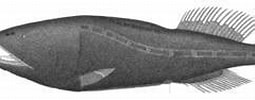 Afbeeldingsresultaten voor Ditropichthys storeri. Grootte: 255 x 81. Bron: www.marinespecies.org