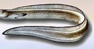 Image result for "cynoponticus Ferox". Size: 190 x 100. Source: www.kalapeedia.ee