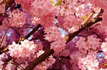 Image result for Cherry Blossom. Size: 153 x 100. Source: wallpapercave.com