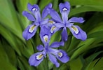 Image result for Iris soorten. Size: 147 x 100. Source: www.thespruce.com