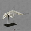 Image result for dolfijn skelet. Size: 101 x 100. Source: boneclones.com