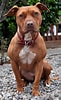 Image result for Amerikansk pitbullterrier. Size: 61 x 100. Source: en.wikipedia.org