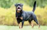 Image result for Rottweiler. Size: 156 x 100. Source: www.epetshop.ro