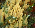 Image result for Hymeniacidon perlevis Forest. Size: 123 x 100. Source: inpn.mnhn.fr