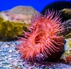 Image result for anemone Animal. Size: 103 x 100. Source: fishtankadvisor.com