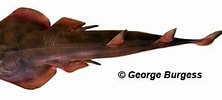 Image result for "rhinobatos Rhinobatos". Size: 222 x 100. Source: www.floridamuseum.ufl.edu